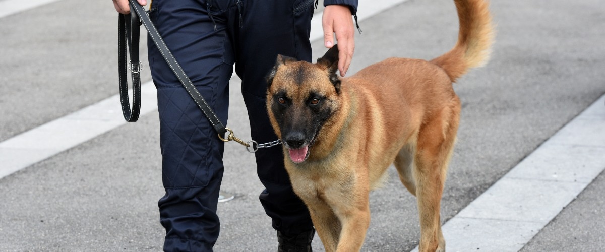 Objektschützer mit ausgebildetem Hund an der Leine